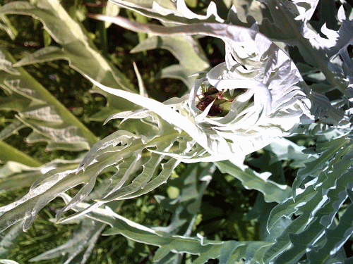 Cardy nach einem Jahr