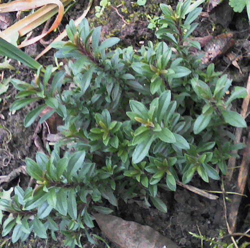 Bergbohnenkraut