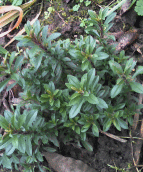 Winterbohnenkraut