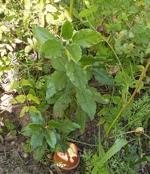 Labdanum Lieferant