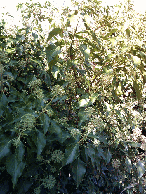 Bienenweide im Oktober