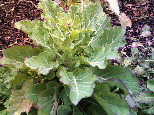 ewiger Kohl in Bobenheim
