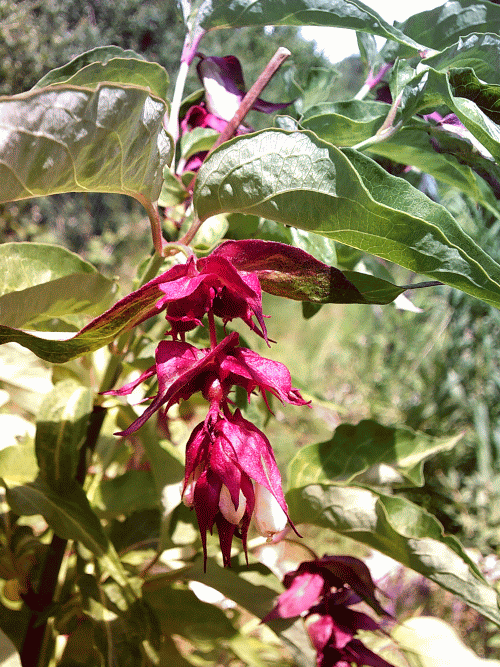 Himalaya GeissblattArtemisia