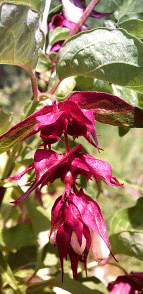 himalayan honeysuckle