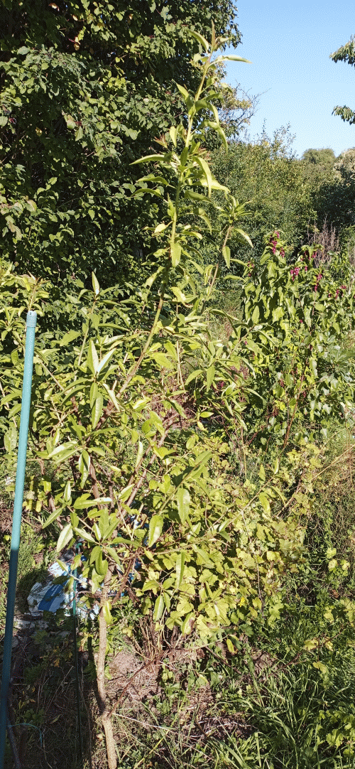 Mandelbaum an der Hardt