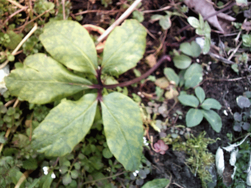 Schneerose
