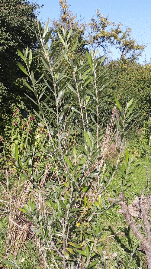 mein Olivenbaum in Leistadt