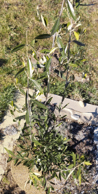 mein Olivenbaum in der Pfalz