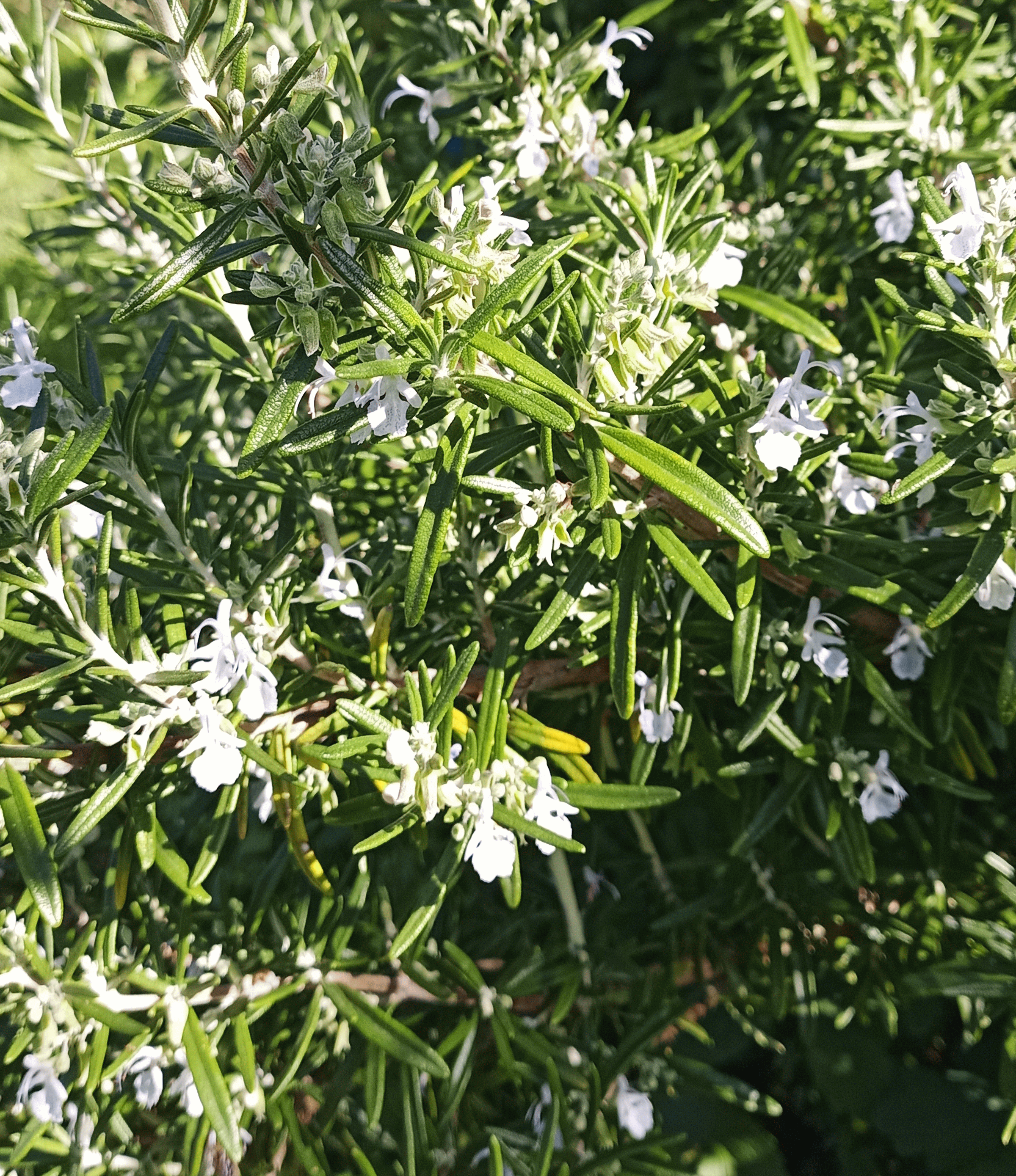 Rosmarinstrauch mit Blueten