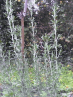 mediterranes Flair des duftenden Halbstrauchs