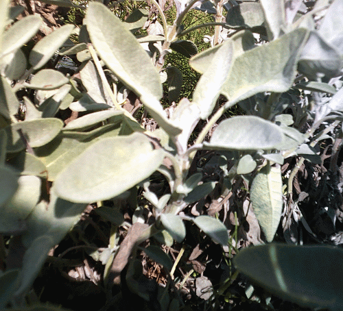 Gartensalbei