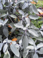 Salbei