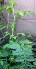 Muskatkraut