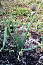 Die Zwiebel nach dem Winter -Maerz- in Leistadt