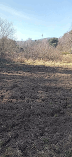 mein frisch umgepfluegtes Gelaende mit Blick auf den Weilerskopf